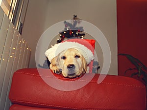 A labrador retriever puppy with Santa Claus cap