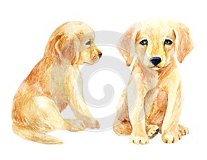 Labrador retriever puppy set