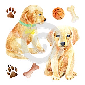 Labrador retriever puppy set