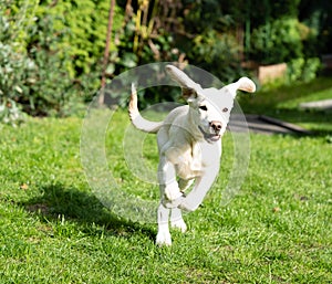 Labrador Retriever Puppy