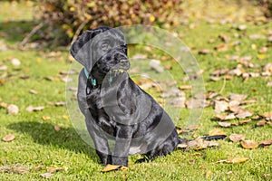 The Labrador Retriever puppy sits on the grass and looks to the left in Finland. The dog has grass in his mouth.