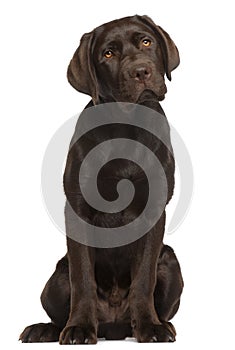 Labrador Retriever puppy, sitting