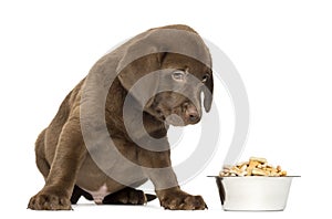 Labrador Retriever Puppy sitting with full dog bowl