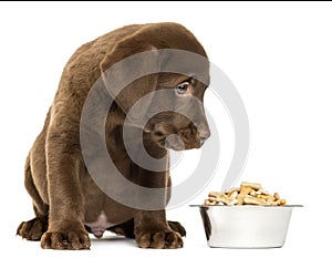 Labrador Retriever Puppy sitting with his full dog bowl