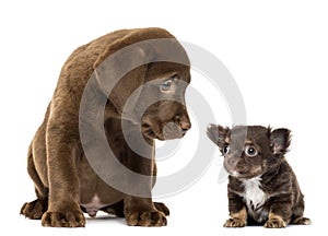 Labrador Retriever Puppy sitting and looking at a Chihuahua