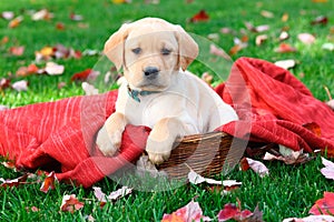 Labrador Retriever puppy sitting on red blanket in grass with Autumn leaves