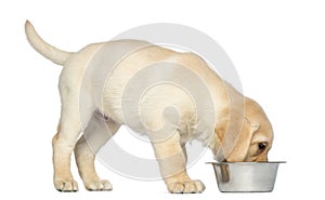 Labrador Retriever Puppy standing and eating from his dog bowl