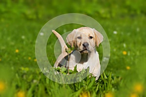 Standing labrador retriever puppy in nature