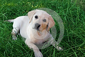 Labrador Retriever Puppy tombed perrito photo