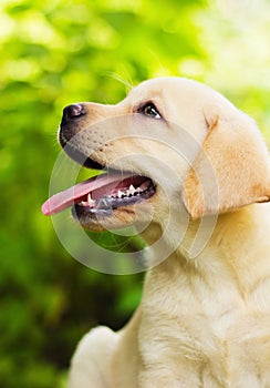 Labrador retriever puppy in the yard