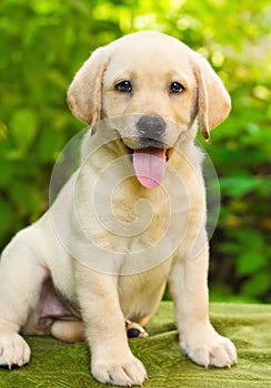 Labrador retriever puppy in the yard