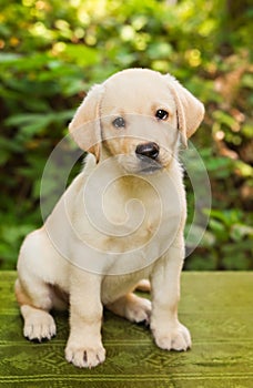 Labrador retriever puppy in the yard