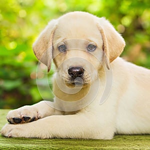 Labrador retriever puppy in the yard