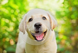 Labrador retriever puppy in the yard