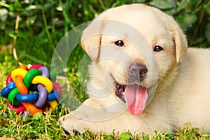 Labrador retriever puppy in the yard