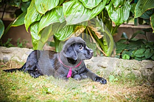 Labrador retriever puppy in the yard