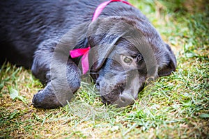 Labrador retriever puppy in the yard