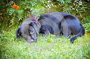 Labrador retriever puppy in the yard