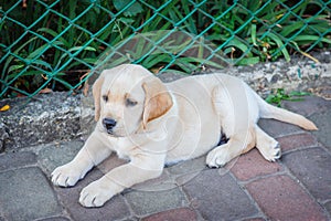 Labrador retriever puppy in the yard