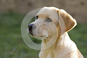 Labrador retriever puppy in the yard