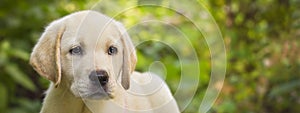 Labrador retriever puppy in the yard banner