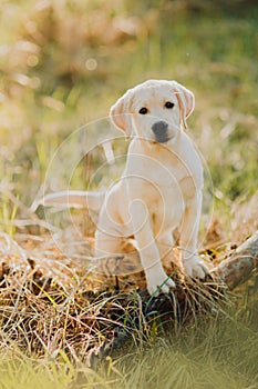 Labrador retriever puppy in the yard at the forest