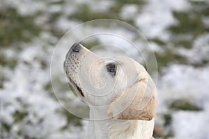 Labrador Retriever Puppy In Yard on Winter Looking At Left