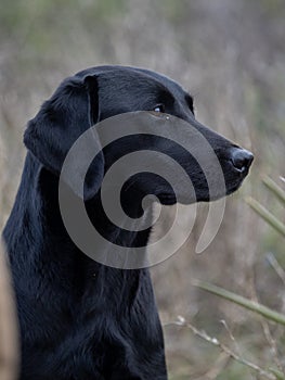 Labrador Retriever purebred dog head in black color