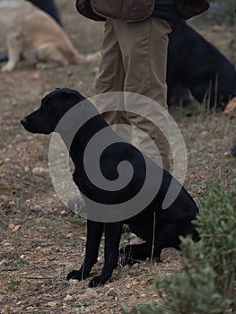 Labrador Retriever purebred dog n black color seated