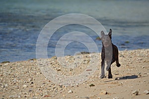 Labrador Retriever Running