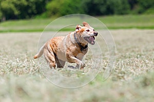 Labrador retriever running in a hay field