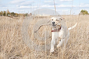 Labrador Retriever Runs In Field On Grass