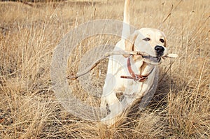 Labrador Retriever Runs In Field On Grass