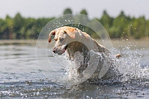 Labrador retriever runs through a lake