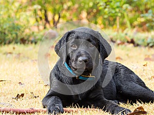 Labrador Retriever