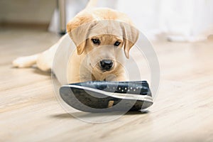 Labrador retriever with shoe in his mouth