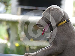 Labrador retriever silver puppy looking outdoor
