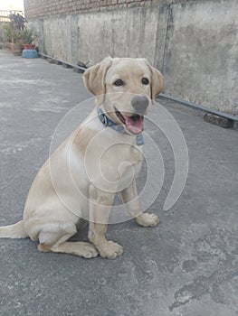 The Labrador Retriever or simply Labrador (6 month labrador )