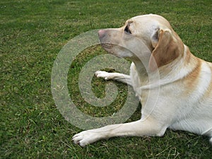 The Labrador Retriever or simply Labrador, is a British breed of retriever gun dog.