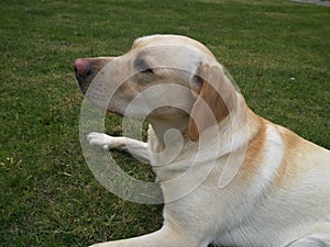 The Labrador Retriever or simply Labrador, is a British breed of retriever gun dog.