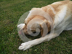 The Labrador Retriever or simply Labrador, is a British breed of retriever gun dog.