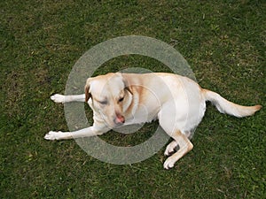 The Labrador Retriever or simply Labrador, is a British breed of retriever gun dog.