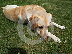 The Labrador Retriever or simply Labrador, is a British breed of retriever gun dog.