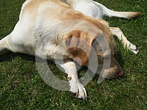 The Labrador Retriever or simply Labrador, is a British breed of retriever gun dog.