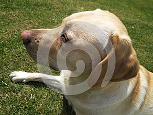 The Labrador Retriever or simply Labrador, is a British breed of retriever gun dog.