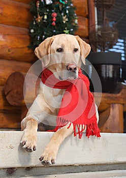 Labrador retriever sitting alert on porch