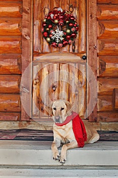 Labrador retriever sitting on porch