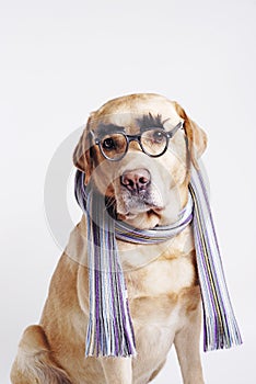 Labrador retriever sitting in a scarf