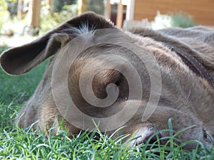 Labrador retriever sleeping on grass
