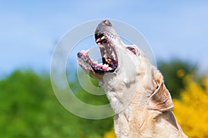 Labrador retriever snatches for something